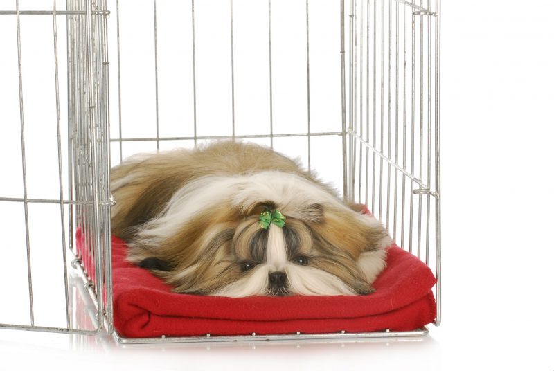 kennels spokane kennels in spokane wa make pets happier earticles site kennels spokane kennels in spokane wa make pets happier earticles site