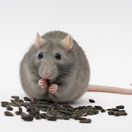 Prevent Fires, Damage and Disease with Rodent Control Chula Vista