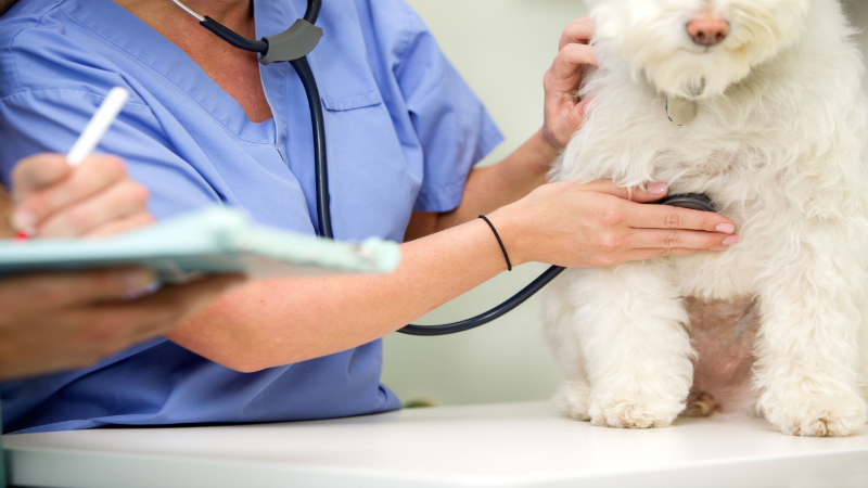 Choose an Animal Hospital for Your Pet