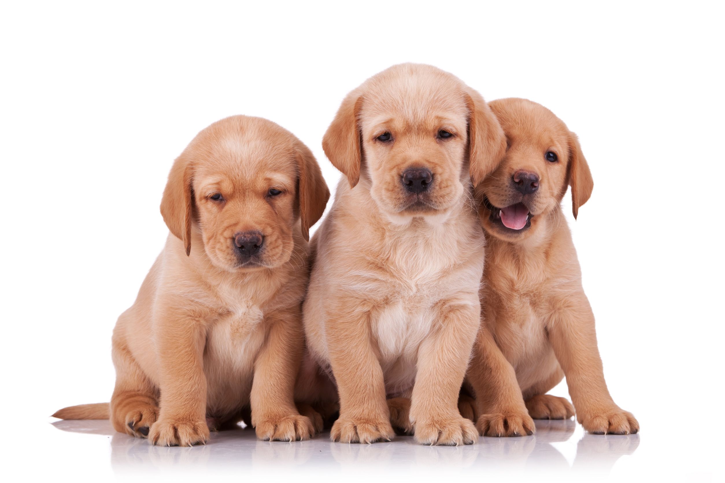 Why Many Owners Choose Dog Boarding Instead Of Hiring A Pet Sitter