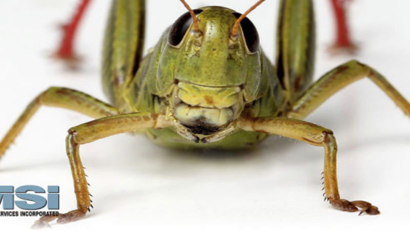 Pest Control Services In Alexandria VA Can Make Your Life Normal Again