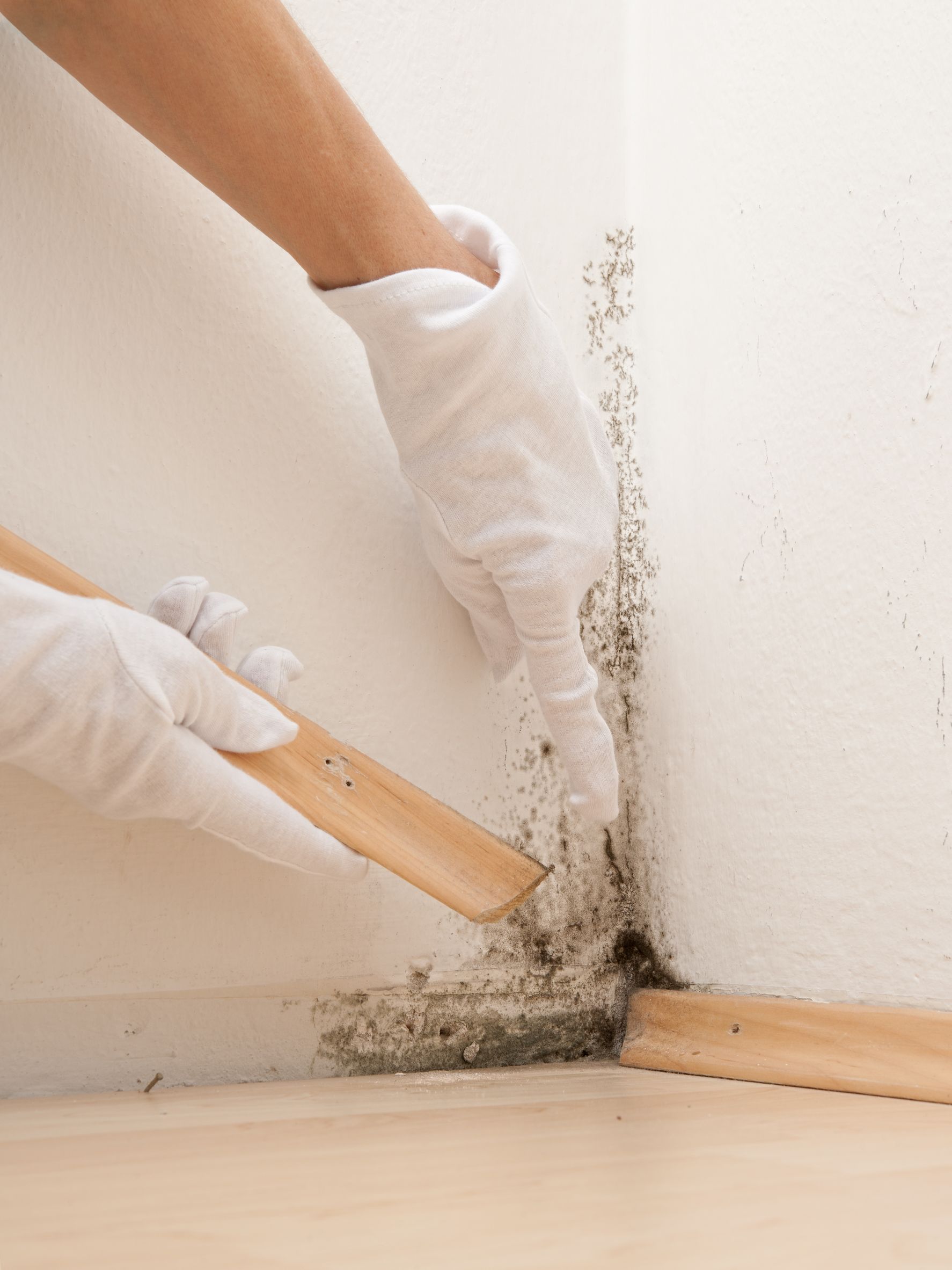 How Mold Removal Services in Fairfax, VA Create Healthier Homes