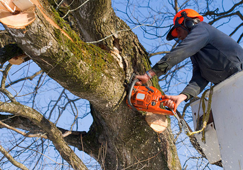 Why You Need Professional Tree Trimming for Austin Properties