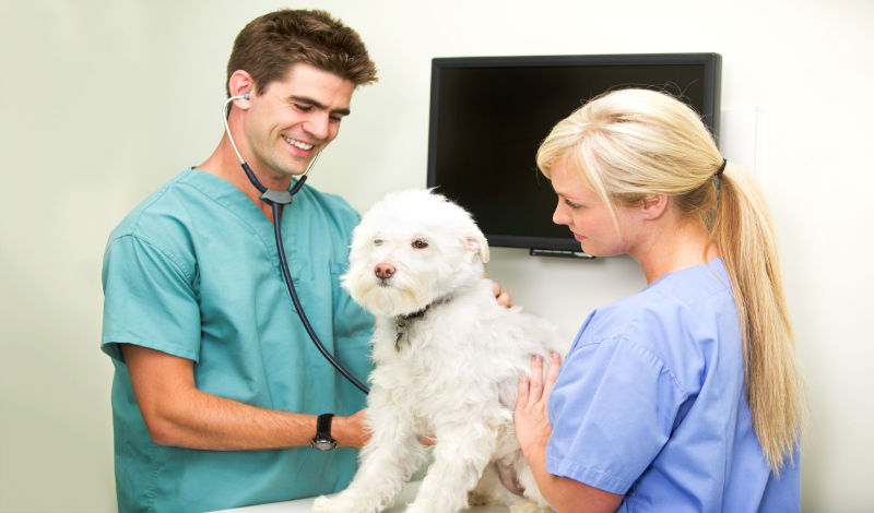 Get Your Pet the Medical Attention They Need with a Great Veterinary Hospital