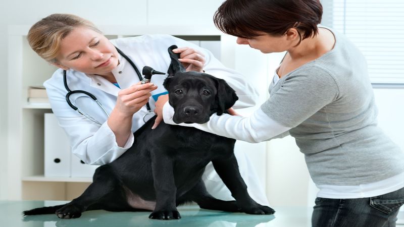 Signs It’s Time to Take a Dog to an Emergency Veterinary Hospital in Richmond, TX