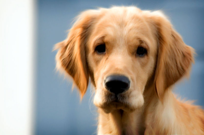 Consider a Dog Day Care in Omaha NE