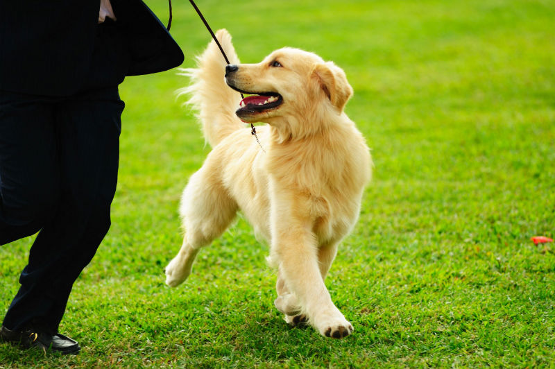 Enjoy Time with Your Puppy at a Dog Park in Everett
