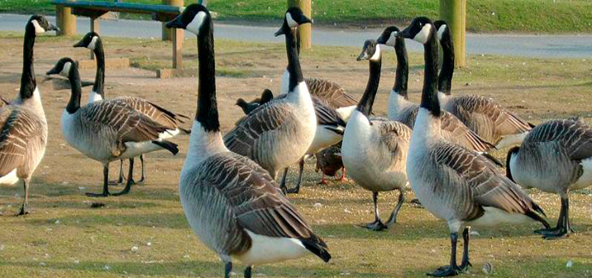 Tips for Geese Removal in Reynoldsburg