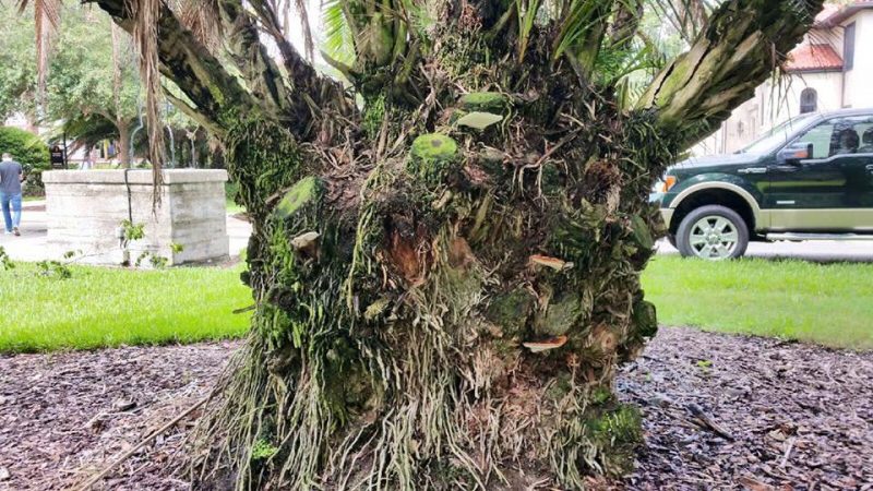 The Benefits of Tree and Shrub Removal in St. Augustine, FL