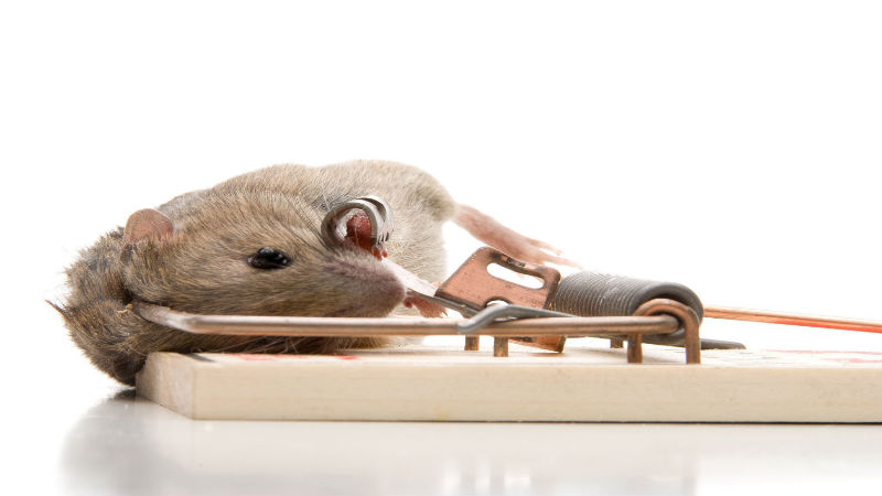 Are Rodents Becoming a Problem? Call For Pest Exterminators in Puyallup, WA
