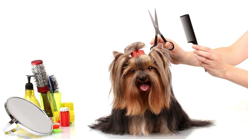 Exclusive Puppy Care in Zip 78259