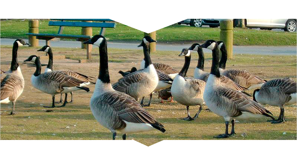Why Talk to the Pros for Geese Removal in Reynoldsburg