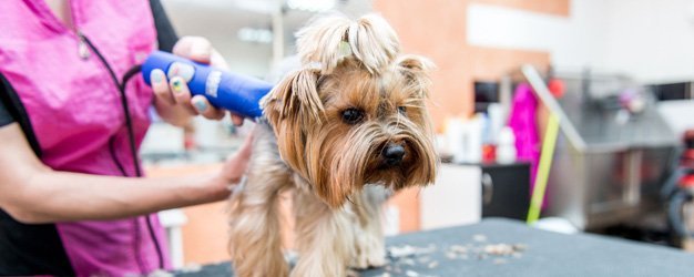 Start A Puppy Out Right With Puppy Grooming In Alexandria, VA