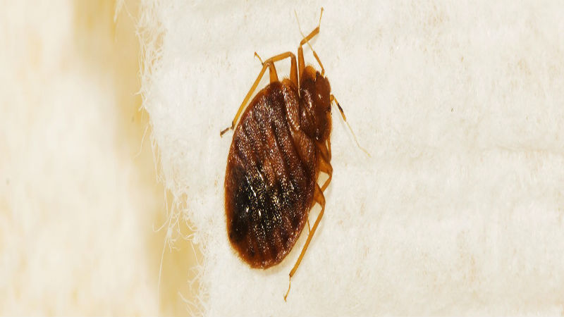 Signs You May Need Bed Bug Exterminators in NYC