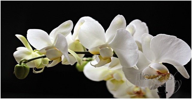 Tips For Selecting Funeral Wreaths For Palm Beach, FL, Services