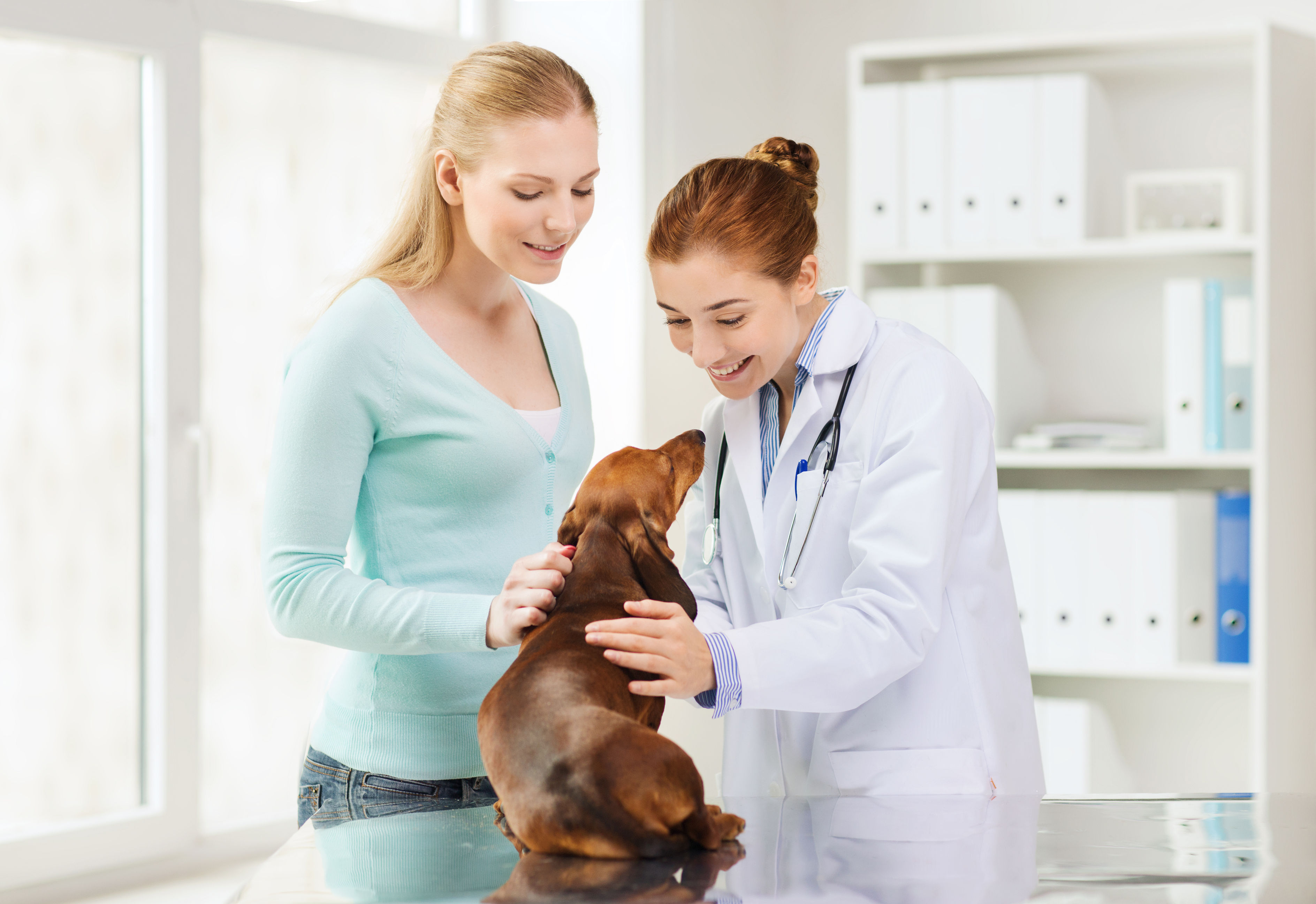 Veterinary Hospital in Troy, OH: Compassionate Care for Lifelong Health
