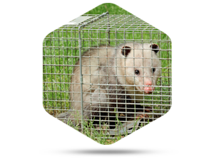 Call Wildlife Professionals for Opossum Removal in Dublin OH