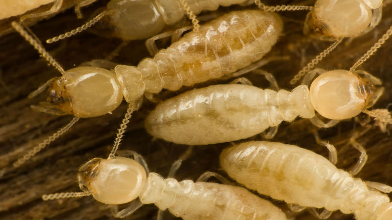 The Destructive Nature of Hidden Termites in Pasadena