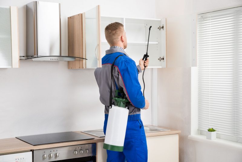The Right Exterminator in Baltimore, MD, Guarantees a Pest-Free Home