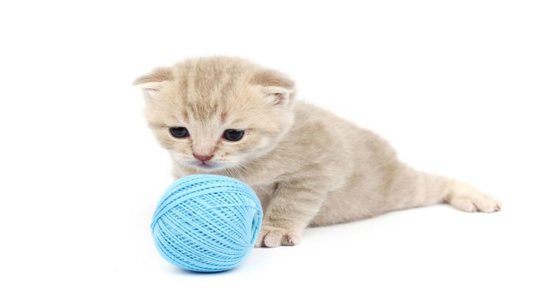 Your Cats Can Have Fun at a Cat Condo in Timonium, MD While You’re Vacationing