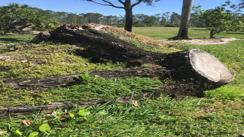 Benefits Offered by Professional Stump Removal in Naples FL