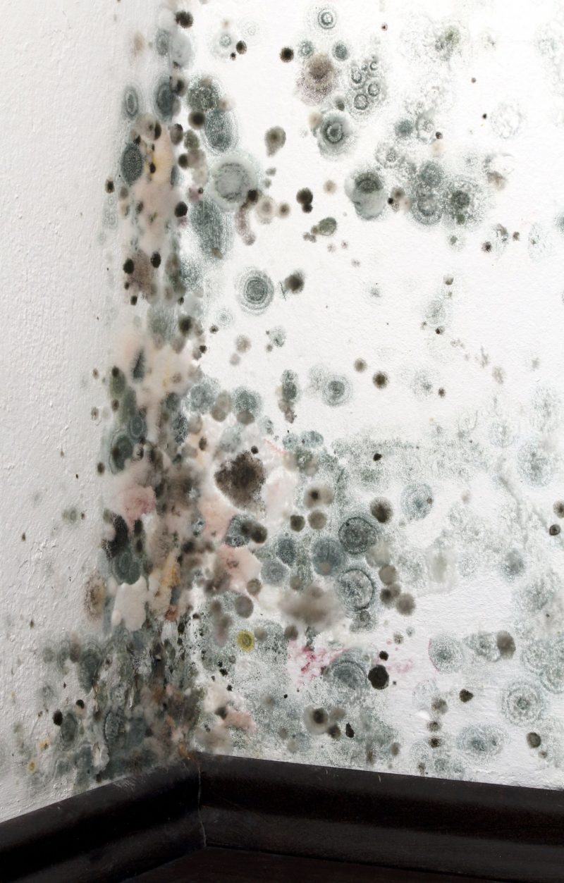 When to Call for Mold Contamination Services in Alexandria, Virginia