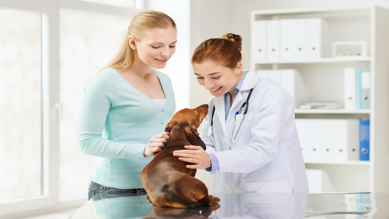 When You Should Take Your Pet to a Veterinary Hospital in Bridgeport