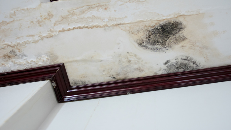 Important Tips for Water Damage Cleanup in Lee County, FL