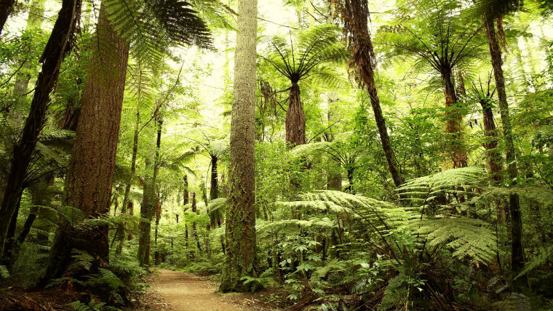 What Tree Services in Peachtree City, GA Can Do for You