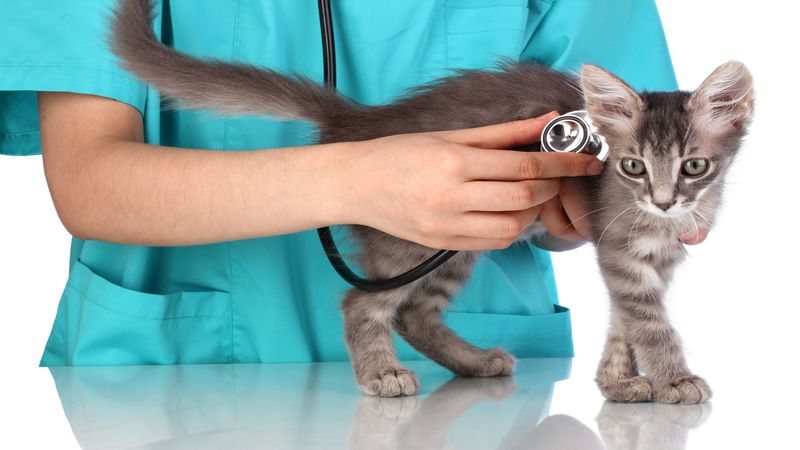 Obtain The Advantages Of A Vet Clinic Manahawkin NJ