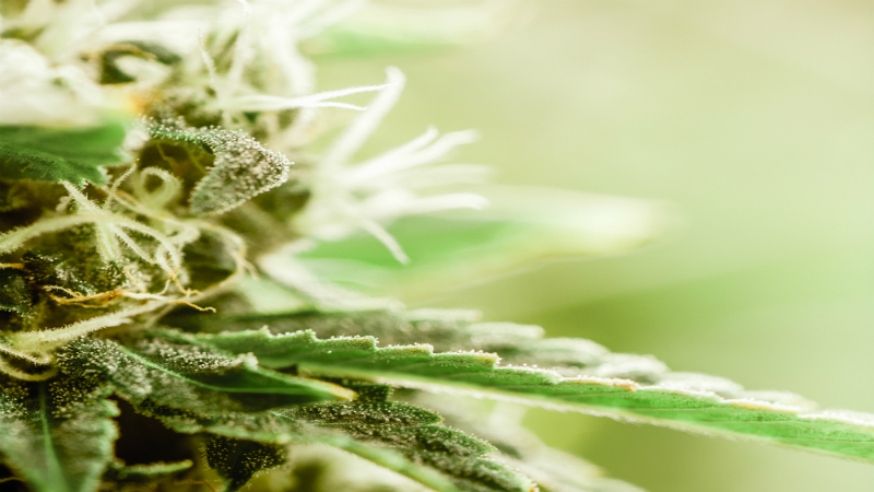 Finding a Massachusetts Marijuana Dispensary Location to Trust