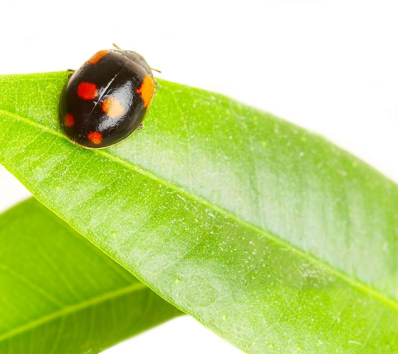 Practical Measures to Get Rid of Invasive Caterpillars in Middletown NJ