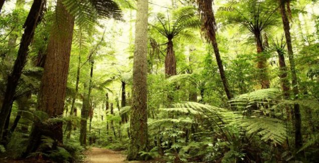 Three Benefits of Hiring a Tree Service Company In Fayetteville, GA