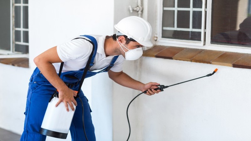 Pest Control Services in Minneapolis, MN: Expert Care For Your Home’s Protection