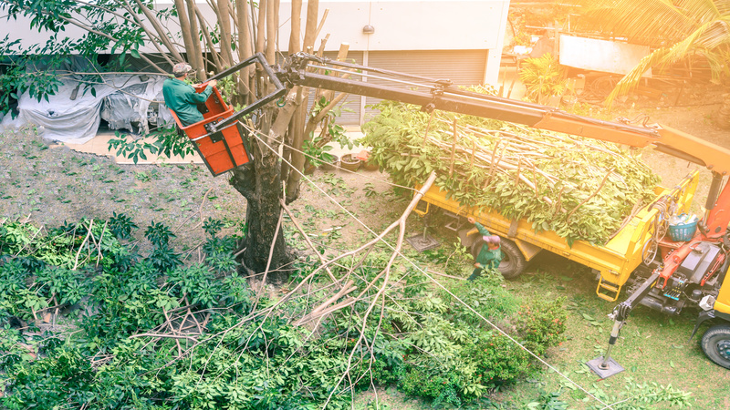 Maintaining the Health of Your Trees with Dependable Local Tree Service in Morristown, NJ