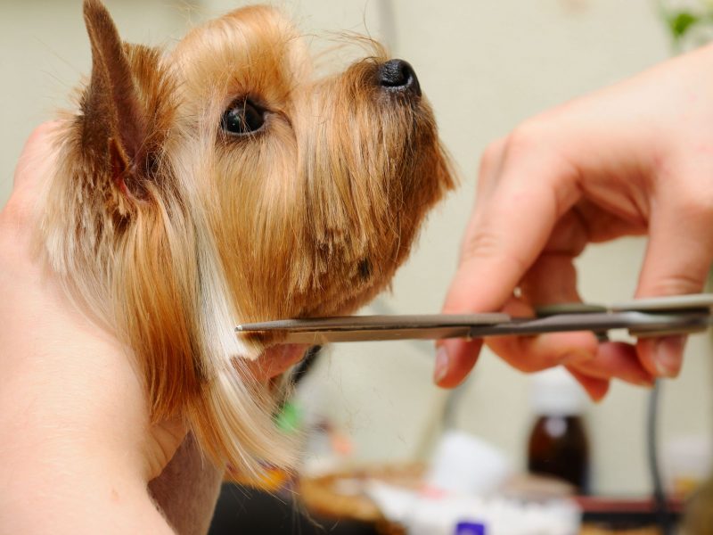 Maintaining Your Pet’s Health with Regular Grooming in Alexandria, VA