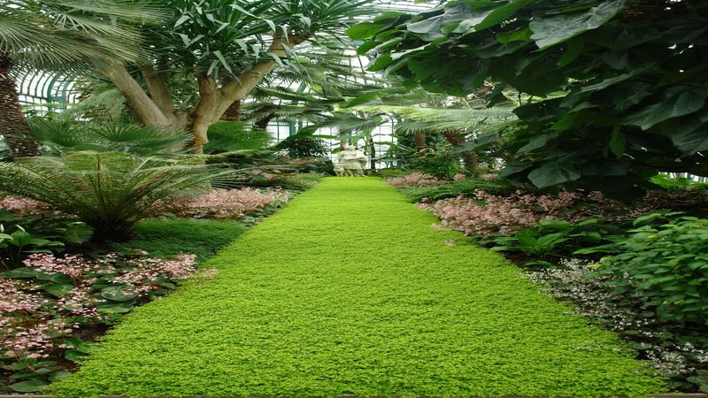 Keep Your Lawn Healthy and Beautiful With Sierra Vista Professional Services