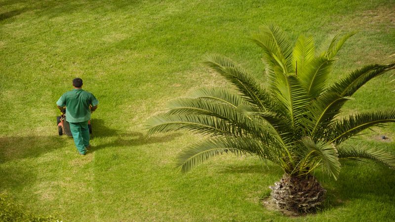 Enriching the Appearance of a Centennial Lawn Through Fertilization
