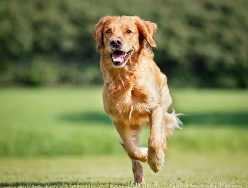 A Box of Dog Goodies is the Perfect Gift for a Pampered Pooch