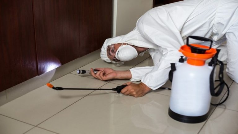 Top 3 Reasons Why You Need to Consider Using Rodent Control in Detroit, MI