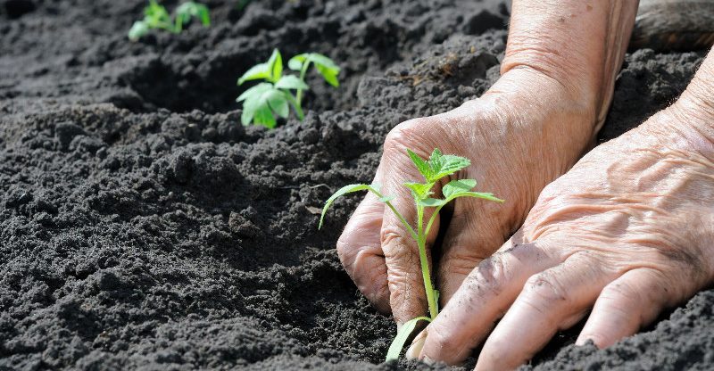 Reasons to Buy Your Vegetation From Plant Nursery in Jacksonville, FL