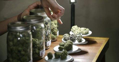 Preparing Information For A Medical Marijuana Doctor In St. Petersburg, FL