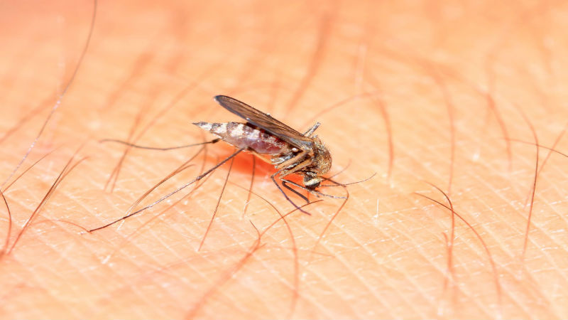 Should You Invest in Mosquito Treatment in Greenville, SC?