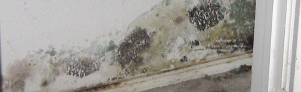 Bring Things Back to Normal with Mold Remediation in San Antonio