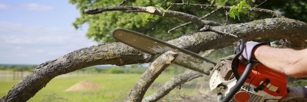 The Best Springtime Tips for Tree Maintenance in Atlanta, GA