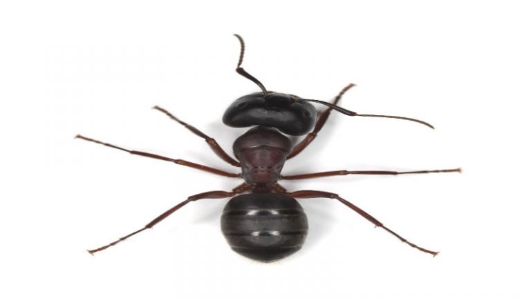 Get Rid of the Problem with Pest Control in Auburn, WA