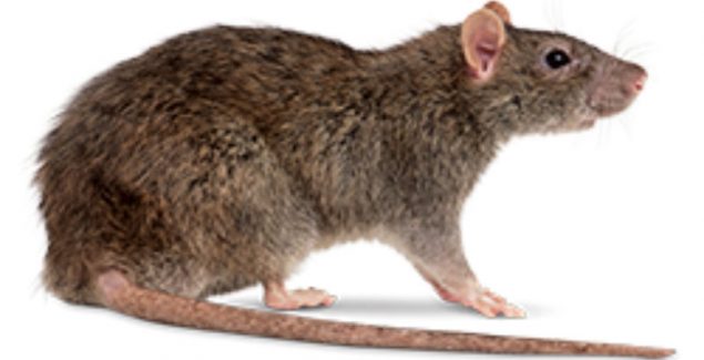 Advantages of Pest Control in Auburn, WA