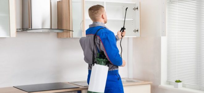 A Newcastle Pest Control Company Offers Reliable Pest Control for Your Car