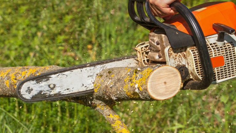What to Do When You Need Tree Removal in Smyrna, GA
