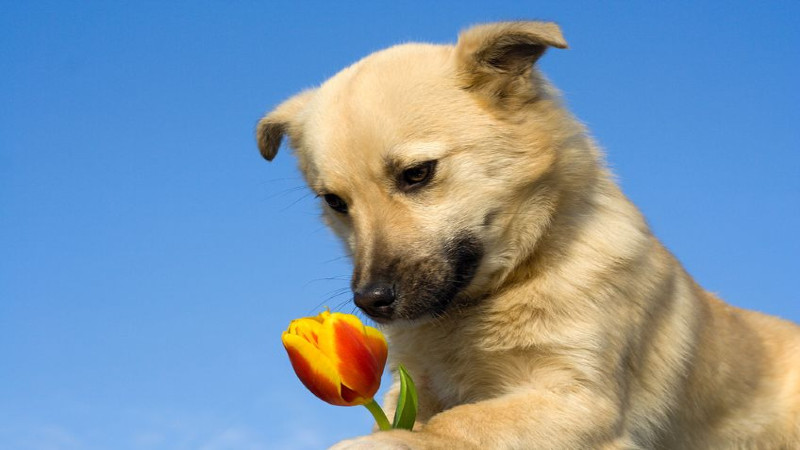 When to Consider Dog Boarding Facilities in Denver